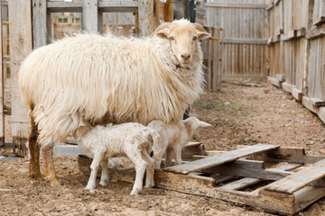 Sheep and goats at Navajo Nation