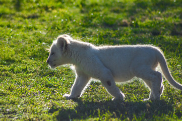 Obraz premium Cute African white lion cubs in Rhino and Lion nature reserve in South Africa