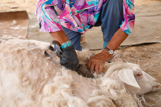 Sheep being sheared by Navajo elder