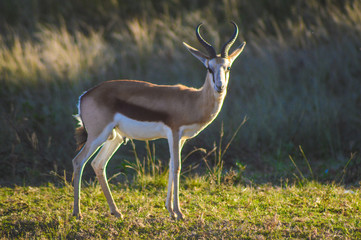 Portrait of an Isolated springbok national animal of South Africa