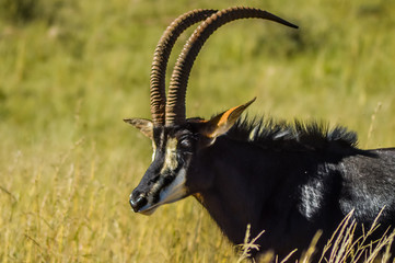 Closeup portrait of a cute and majestic Sable antelope in Johannesburg game reserve South Africa © shams Faraz Amir