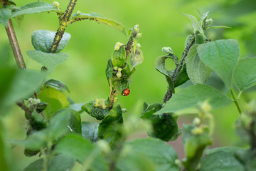 Ladybug sitting on a leaf in the garden. Hunting aphids.