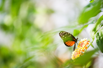 Tiger longwing butterfly (Heliconius hecale) feeding on a flower.