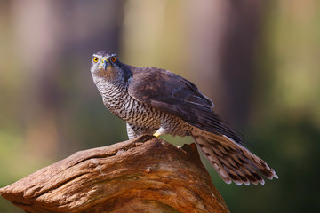 Northern Goshowk on a branch in the forest in the Netherlands