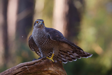 Northern Goshowk on a branch in the forest in the Netherlands