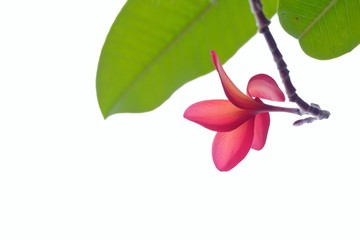 A beautiful red plumeria flower blossom with green leaves on white isolated background 