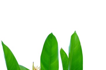 Bird of paradise leaves with yellow flower blossom in a botanical garden on white isolated background 