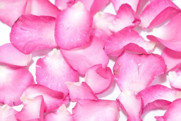 Blurred a pile of sweet pink rose corollas on white paper background with softly style 