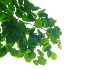 Tropical tree leaves with branches on white isolated background for green foliage backdrop 
