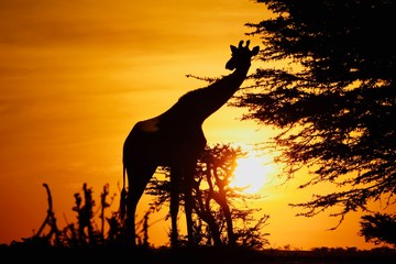 Giraffe at Sunrise