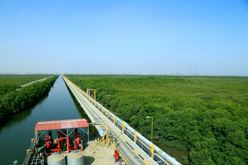 Mangroves Forest with Coastal line in Sindh, Pakistan