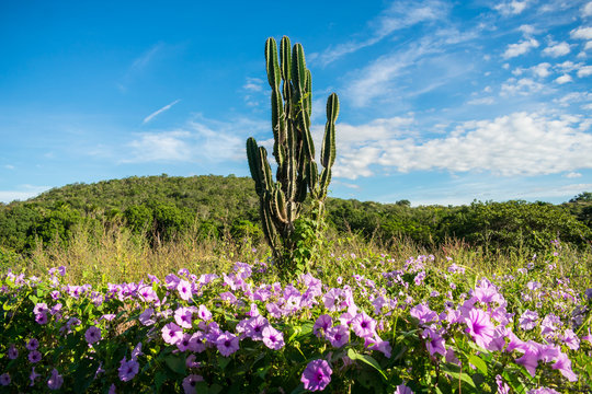 Flowers, cactus and mountain in the background - typical Sertao landscape, a semiarid region in the Caatinga biome (Oeiras, Brazil)