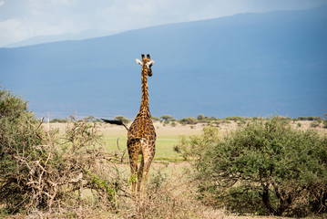 Giraffe's back in Serengeti savannah against big mountain on the background