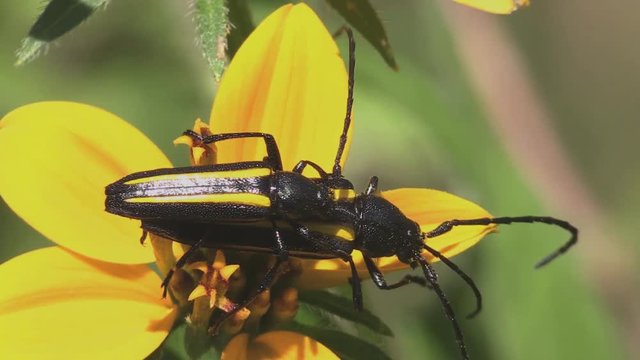  Longhorned beetles mate on flower 1246 9