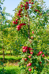 Apple tree with large red apples.