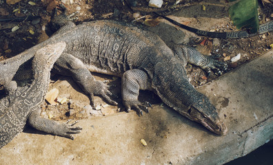 Monitor lizard Varanus bengalensis chilling on the sun