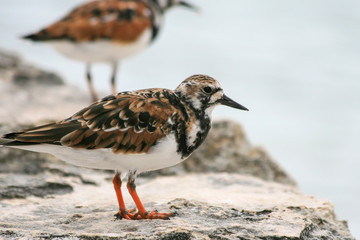 Ruddy Turnstone.(Arenaria interpres)