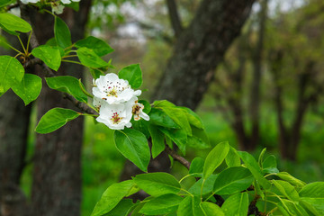 A photo of a branch of a flowering pear tree. Macro shooting spring white flowers of pear