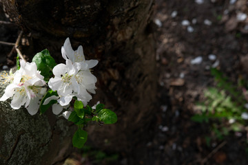 A photo of an apple tree flower growing on a tree bark with space for copispeys. Macro photo of white apple flower. Spring color of trees.