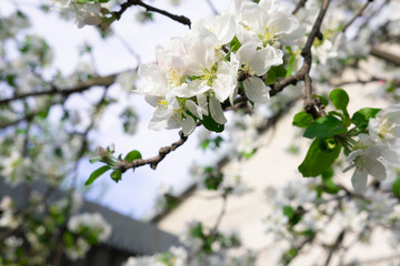 Photo of a blossoming apple tree against the blue sky. Spring White Flowers of Apple