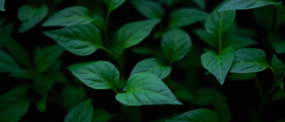Dark natural background with green leaves of plants. Trendy floral background. Green leaves photographed at dusk