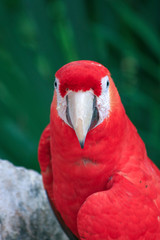 Red blue parrot in mexican