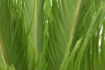 Planta Verde