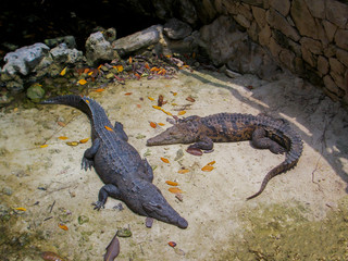 Two crocodiles in a zoo in Mexico
