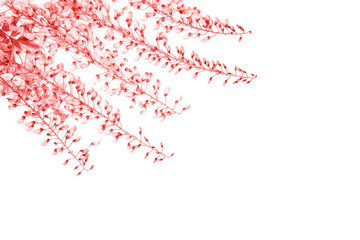 Beautiful pink coral wisteria flower branch with blossoms buds on white background, isolated. Minimal spring and summer composition. Flat lay, top view with copy space.