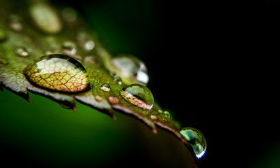 Rain drops and fresh rose leaf
