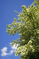Hawthorn Crataegus monogyna under blue sky