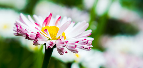 White-pink tender daisy. Mother's Spring Card