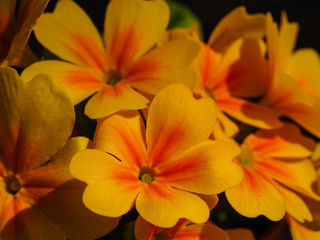 Bright yellow and orange primula flowers closeup