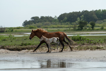 Wild horses and ponies walking and running on beach at Assateague Island during summer