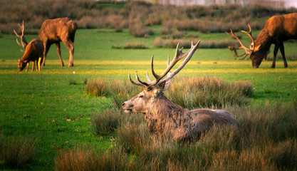 Beautiful male deer lynig on the grass at dusk. Wildlife scenery.