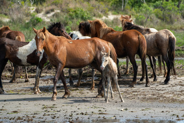 Obraz premium Dzikie konie i kucyki spacerujące i biegające latem po plaży na wyspie Assateague.