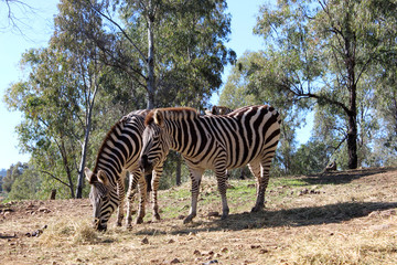 Fototapeta na wymiar Zebra in field
