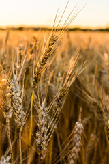 Ripe wheat closeup (golden morning light)
