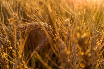 Ripe wheat closeup (golden morning light)