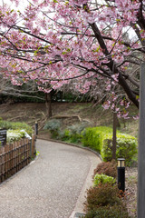 桜公園
