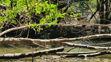 Oiseau (héron) chassant un insecte près de la rivière à Puerto Escondido, Oaxaca, Mexique.