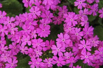 Beautiful spring pink flowers Primula sieboldii.