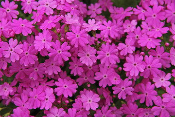 Beautiful spring pink flowers Primula sieboldii.