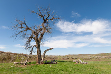 Dead tree on grassy fields on the Prairie in Montana