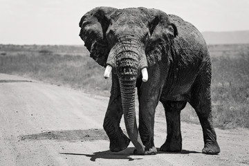 A large African Elephant alone along the road in the Maasai Mara Kenya, Africa