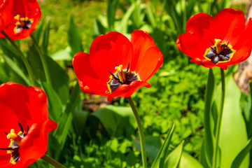 field of red tulips in the garden