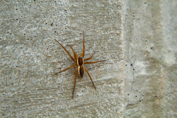 spider on wall