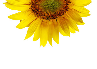 nice sunflower photo detail