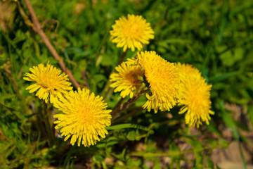 dandelions in grass spring closeup