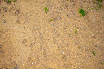 green weed on sand texture